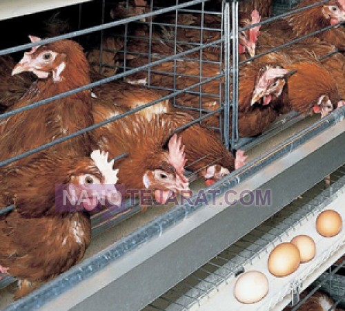 Automatic Poultry